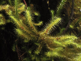 Spiridens reinwardtii, capsules along the lower side of the stems, Rondon Ridge, 2000 m asl, Mount Hagen, Papua New Guinea