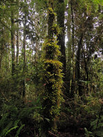 Spiridens reinwardtii, epiphytic along lower parts of tree trunks, Rondon Ridge, 2000 m asl, Mount Hagen, Papua New Guinea