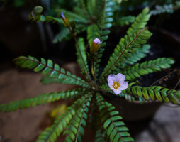 Biophytum dendroides, flower, Mountain Pine Ridge Forest Reserve, Belize