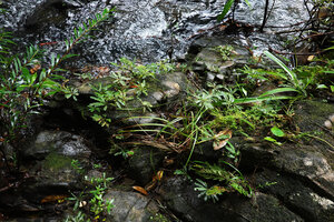 Biophytum dendroides, rheophytic population on mossy rocks, Mountain Pine Ridge Forest Reserve, Belize