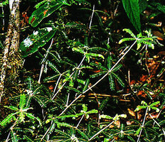 Biophytum forsythii, succession of pinnate leaf rosettes separated by a long internode, Mantadia, Madagascar
