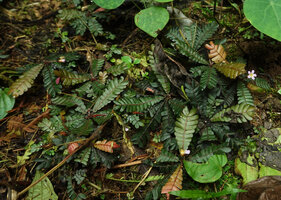 Biophytum soukupii, flowering individuals, Yasuni NP, Ecuador.