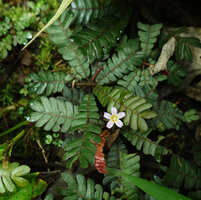 Biophytum soukupii, inflorescence with one fully open flower at noon, Yasuni NP, Ecuador.