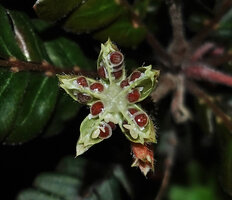 Biophytum soukupii, open mature capsular fruit exposing the shiny brown seeds, Yasuni NP, Ecuador.