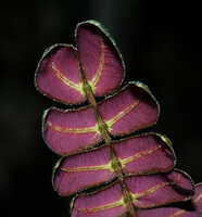 Biophytum soukupii, purple leaflets abaxial lower surface, jointed glandular insertion of the leaflets on the rachis, Yasuni NP, Ecuador