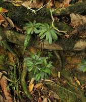 Biophytum zenkeri on earth slope, Kribi, Cameroun