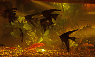 Black Veiltail Angelfish in the Christarium
