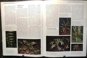 Blanc P., 2002, Etre Plante à l&#039;ombre des forêts tropicales, P. 202 and 203, discusssion about the secondarily acquired adaptive value of the funnel or torus global shape in forest understory of Ravenala blancii (as R. Malama)