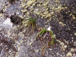 Blandfordia punicea in cracks of a vertical rock, Cradle Moutain, Tasmania