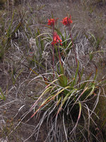 Blandfordia punicea, Strahan, Tasmania