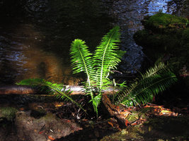 Blechnum nudum on a forest stream bank, Mount Field, Tasmania