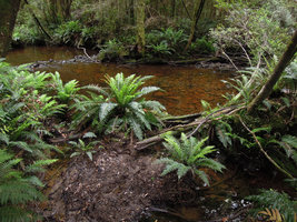 Blechnum nudum on forest stream bank, Queenstown, Tasmania