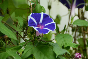 Blue and White striped Asagao (Ipomoea nil cv), Sunset-Sunrise Ark exhibition by Patrick Blanc and Hibino, 21st Century Museum, Kanazawa, Sept. 2012