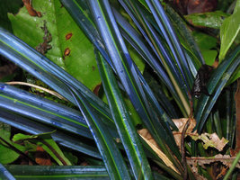 Couleurs et structures des feuilles