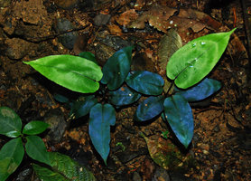 Blue iridescence in the fronds of Diplazium cordifolium, Ulu Temburong, Brunei, Borneo