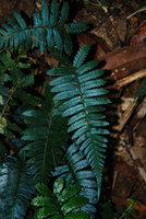 Blue iridescence in the fronds of Diplazium tomentosum, Selangor, Malaysia
