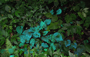 Blue iridescence in the leaves of a Begonia pavonina population, Cameron Highlands, Malaysia