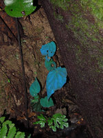 Blue iridescence in the leaves of Begonia pavonina, Cameron Highlands, Malaysia