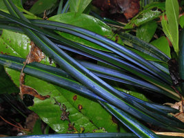 Blue iridescence in the leaves of Mapania caudata, close-up, Tasik Kenyir, Trengganu, Malaysia