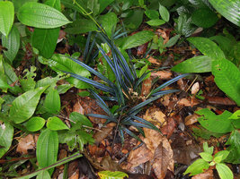 Blue iridescence in the leaves of Mapania caudata, Tasik Kenyir, Trengganu, Malaysia