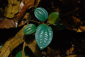 Blue iridescence in the leaves of Phyllagathis rotundifolia, Selangor, Malaysia