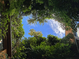 Blue sky and light clouds in the jungle patio of Patrick Blanc House in Paris, a perfect inspiration for the Dreamscape garden in the Changi T 2 expansion and refurbishment 