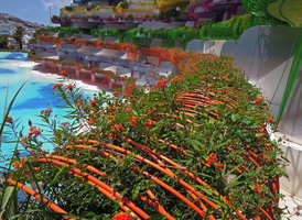 Boas d&#039;Ibiza, Orange Boa with Asclepias, Lantana and Senecio confusus