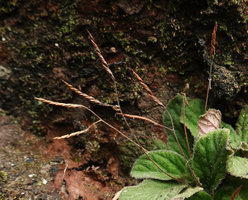 Dorcoceras (syn. Boea) philippense, mature twisted capsules, close up, Lemo, Tana Toraja, South Sulawesi