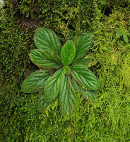 Dorcoceras (syn. Boea) philippense, one rosetted individual on vertical mossy limestone rock, Lemo, Tana Toraja, South Sulawesi