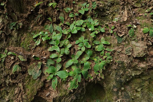 Dorcoceras (syn. Boea) philippense on vertical limestone earth bank, Enrekang, South Sulawesi