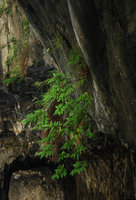 Boehmeria densiflora ancré dans falaise marbre, Taroko, Taiwan