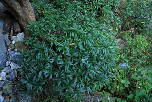 Boehmeria densiflora, couronne, Taroko, Taiwan