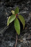 Boehmeria densiflora, sécrétions hydathodes, Taroko, Taiwan