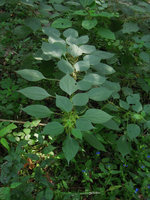 Boehmeria nivea, plagiotropic distal shoot exhibiting shade avoidance in the leaves due to differential petiole length and blade direction, Hangzhou, China