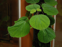 Boehmeria macrophylla in the patio