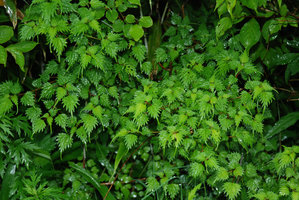 Boehmeria spicata &#039;Diamant&#039; Hakone