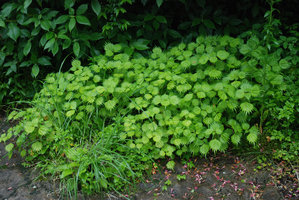 Boehmeria spicata and Weigela flower, Hakone, Japan