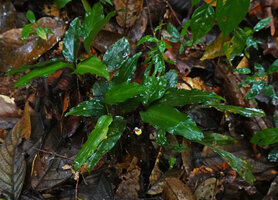 Boesenbergia sp., flowering in forest understory, Deramakot FR, Sabah, Borneo