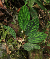 Boesenbergia variegata, Gunung Mulu NP, Sarawak, Borneo