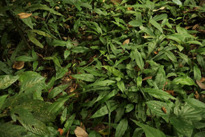 Bolbitis heteroclita, vegetative population in forest understory, Putao, Kachin, Myanmar