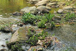 Bolbitis heudelotii and Anubias barteri on rocks in river rapids, Kribi, Cameroun