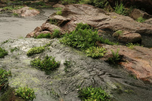 Bolbitis heudelotii, Anubias barteri and Floscopa sp., emersed and submerged in their rheophytic habitat, Kribi, Cameroon
