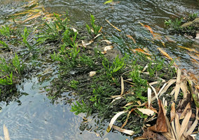 Bolbitis heudelotii at the end of the dry season with old submerged dark green fronds now partly emersed and new erect bright green emersed fertile fronds, Kribi, Cameroun
