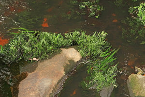 Bolbitis heudelotii, emersed and submerged with Crinum natans in their rheophytic habitat, Kribi, Cameroon