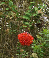 Bomarea multiflora climbing and flowering among trees at forest edge, Chicaque, Soacha, Colombia