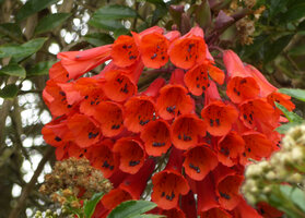 Bomarea multiflora, flowers, Chicaque, Soacha, Colombia