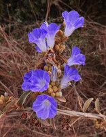 Bonamia spectabilis, a bright blue form, Ambilobe, Madagascar, Aug. 2024