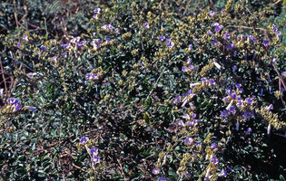 Bonamia spectabilis climbing on shrubs, Isalo, Madagascar