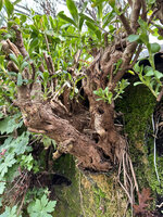 Bonsai like base of Nipponanthemum nipponicum after 12 years of growth on the SPG Amandolier vertical garden, Geneva, March 2025