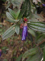 Brachyotum quinquenerve, Manu NP, 3500 m, Peru